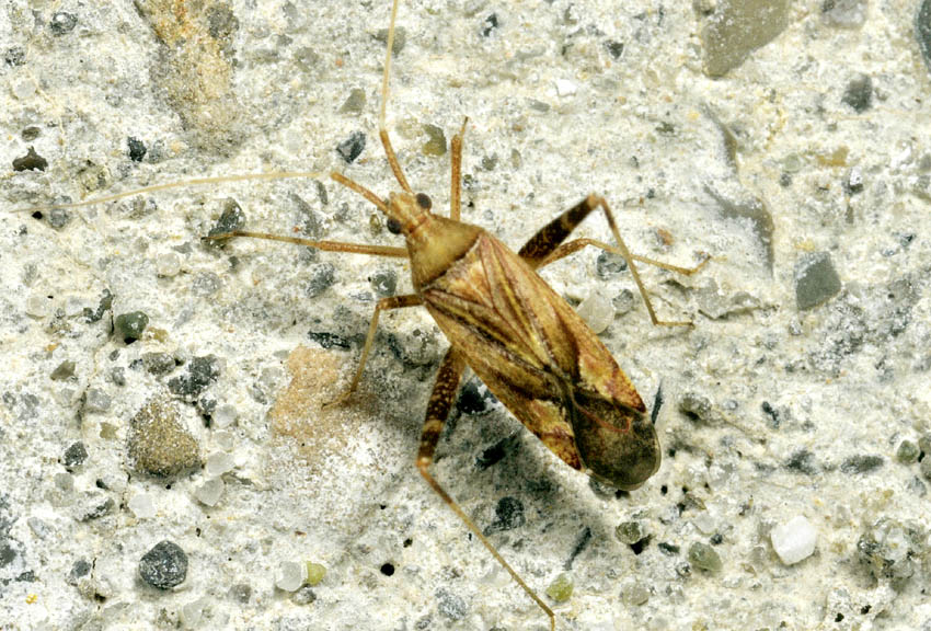 Miridae: Phytocoris varipes/insignis